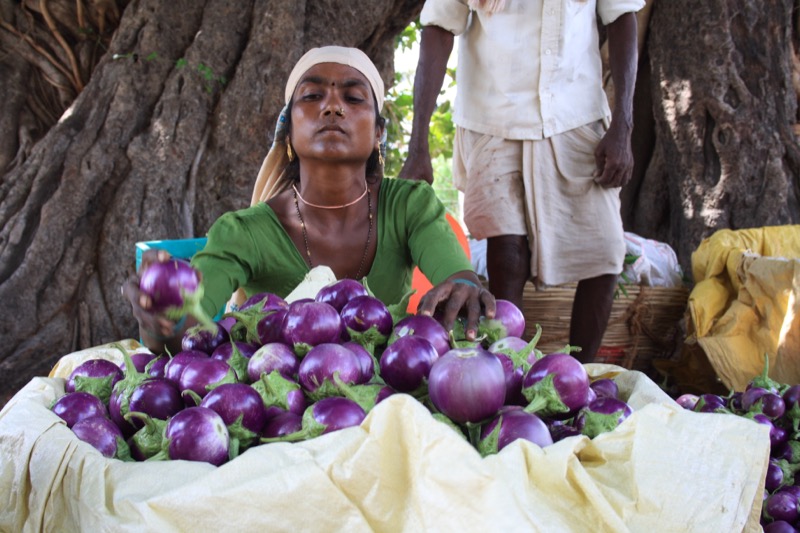 Migrant farmworker laboring in agricultural field